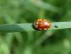 Harmonia quadripunctata